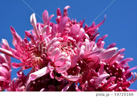 青空、満開の菊の花、花イメージ素材 59720166