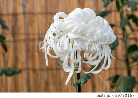 菊60 菊60 59720167