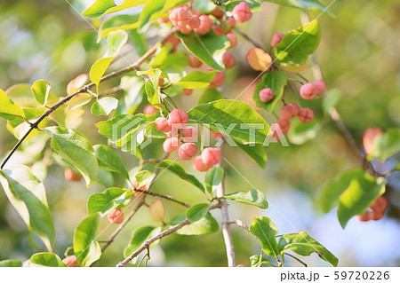 マユミの実 59720226