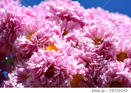 青空 満開のたくさんの小菊 ピンクの花 秋の花 花畑 切花 花イメージ素材の写真素材