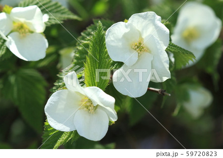 自然 植物 シロヤマブキ 初夏の陽ざしが似合う白い花 風で形が崩れやすい花ですの写真素材 5973