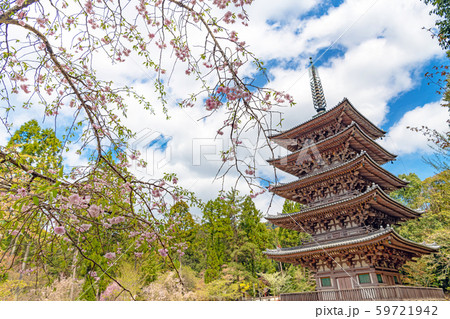 京都 醍醐寺 五重塔の春景色の写真素材
