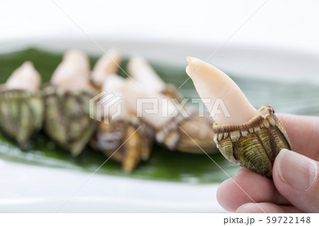 カメノテ、貝、 カメノテ、貝、 59722148