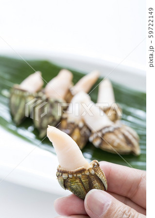 カメノテ、貝、 59722149