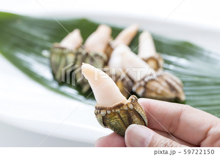 カメノテ、貝、 カメノテ、貝、 59722150