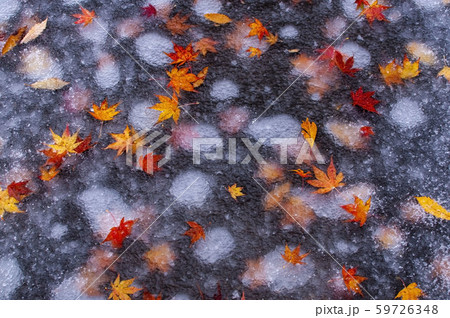 初雪の日 閉じ込められた空気06 紅葉 59726348