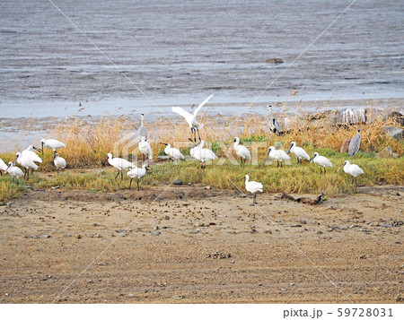 クロツラヘラサギの群れ 59728031