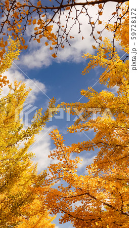 Landscape forest of yellow Ginkgo leaf pattern background in autumn Landscape forest of yellow Ginkgo leaf pattern background in autumn 59728172