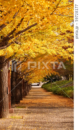 Landscape forest of yellow Ginkgo leaf pattern background in autumn Landscape forest of yellow Ginkgo leaf pattern background in autumn 59728177