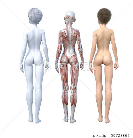 女性 解剖 筋肉 Perming３dcg イラスト素材のイラスト素材