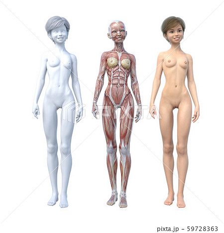 女性　解剖　筋肉　perming３DCG イラスト素材 59728363