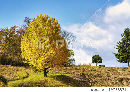 一本の大銀杏 宮城白石 一本の大銀杏 宮城白石 59728371