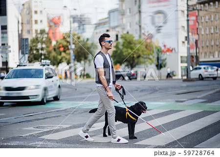 Young blind man with white cane and guide dog walking across street in city. Young blind man with white cane and guide dog walking across street in city. 59728764
