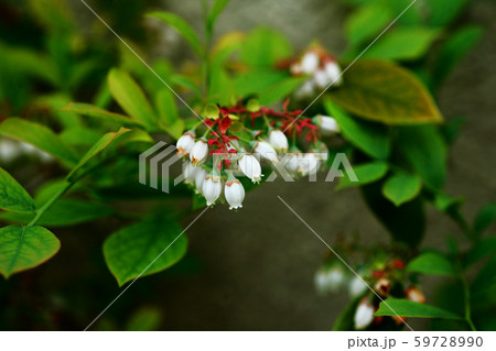 ブルーベリーの白い花 59728990