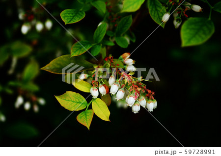 ブルーベリーの白い花 59728991