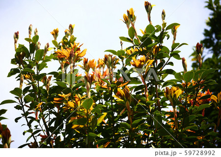 アカガシの若葉 59728992