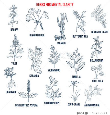Best herbs for mental clarity 59729054