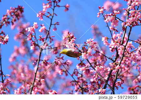 桜とメジロ 桜とメジロ 59729055