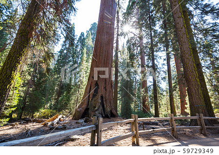 Sequoia Sequoia 59729349