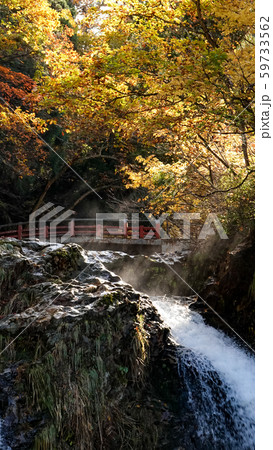 Autumn color of yellow and red maple leaves at  waterfall in Japan 59733562