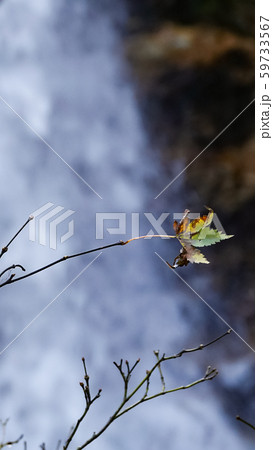 Autumn color of yellow and red maple leaves at  waterfall in Japan 59733567