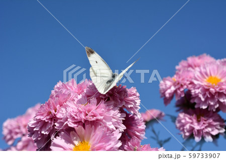 青空、満開の小菊を訪れたモンシロチョウ、秋、花畑、花と昆虫イメージ素材 59733907