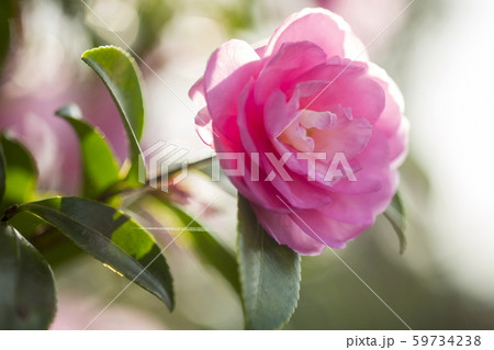 山茶花 山茶花 59734238