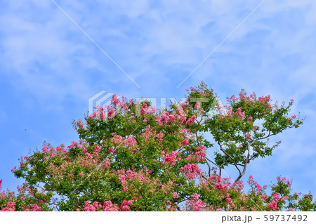 サルスベリの花 59737492