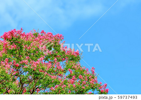 サルスベリの花 59737493