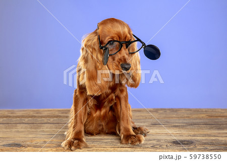 Studio shot of english cocker spaniel dog isolated on blue studio background Studio shot of english cocker spaniel dog isolated on blue studio background 59738550