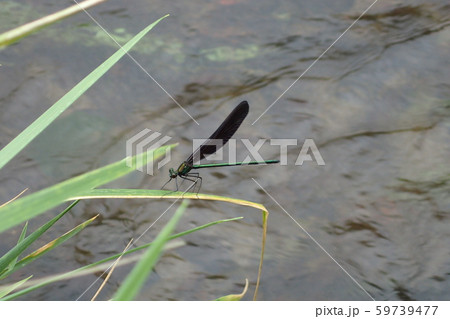 ハグロトンボ Calopteryx atrata 59739477
