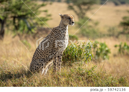 Female cheetah sits in grass staring right Female cheetah sits in grass staring right 59742136