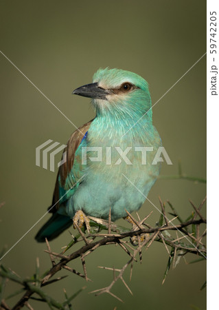 European roller on thorn branch turning head 59742205