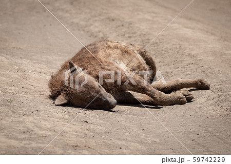 Dead spotted hyena lies on dirt road 59742229
