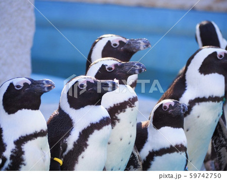 ペンギン ペンギン 59742750