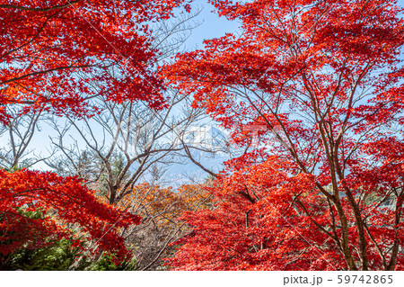 秋の新倉山浅間公園から見た富士山 秋の新倉山浅間公園から見た富士山 59742865
