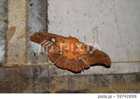 ウスタビガ ウスタビガ 59742899