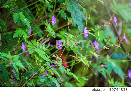 Beautiful purple wild forest flower. Geranium robertianum Beautiful purple wild forest flower. Geranium robertianum 59744333