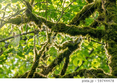 Dead boxwood trees without leaves. Dead boxwood trees without leaves. 59744478