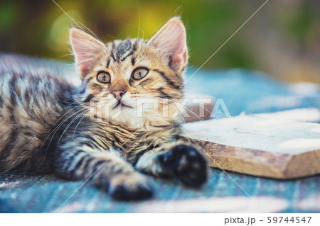 Cute little Siberian kitten is resting in the yard Cute little Siberian kitten is resting in the yard 59744547
