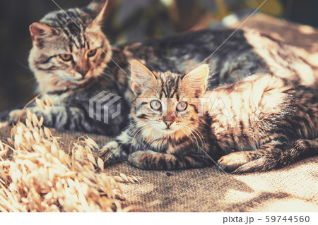 Two cats lying outdoors in the summer. Little kitty lying near the cat mom 59744560