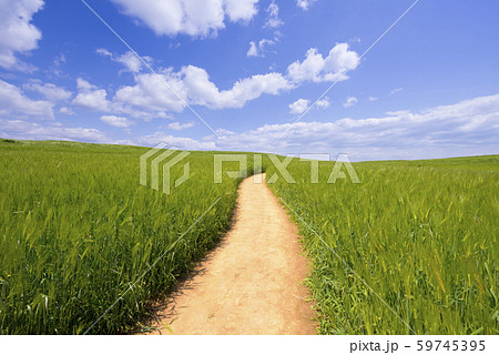 韓国 風景 青麦畑 59745395