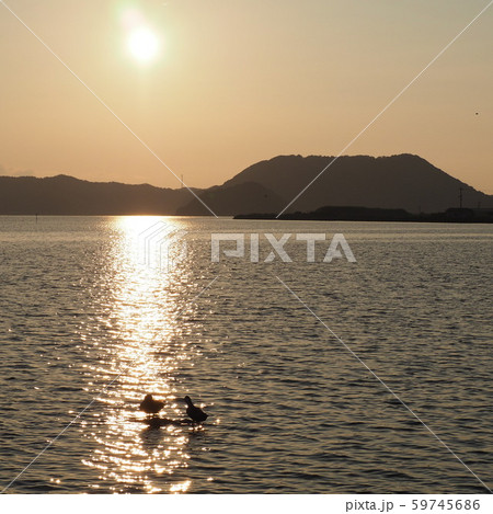 夕暮れ時の湖山池、鴨のつがい1 夕暮れ時の湖山池、鴨のつがい1 59745686