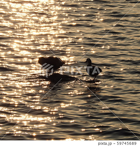 夕暮れ時の湖山池水面風景 鴨のつがい 夕暮れ時の湖山池水面風景 鴨のつがい 59745689