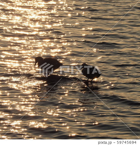 夕暮れ時の湖山池、鴨のつがい4 夕暮れ時の湖山池、鴨のつがい4 59745694