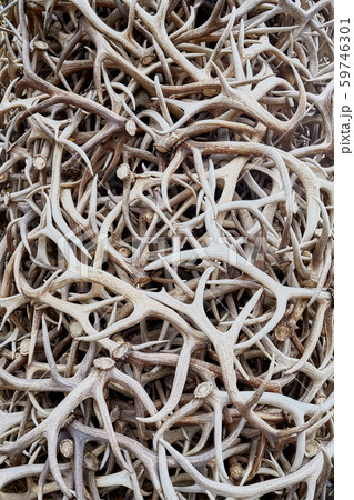 Pile of antlers, surreal conceptual background Pile of antlers, surreal conceptual background 59746301