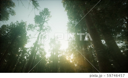 Redwood Forest Foggy Sunset Sceneryのイラスト素材 [59746457] - PIXTA