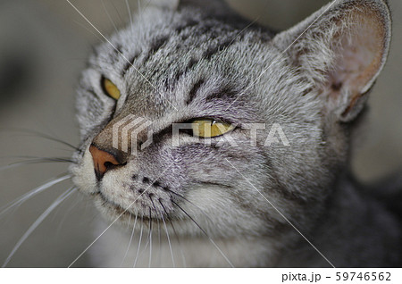 ワル顔猫ちゃん 59746562