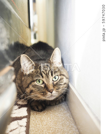 壁と家具の間に隠れた猫 59747030