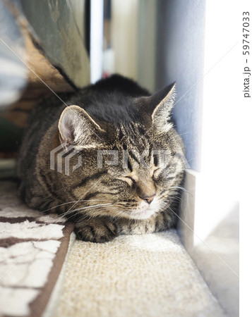壁と家具の間で眠る猫 59747033